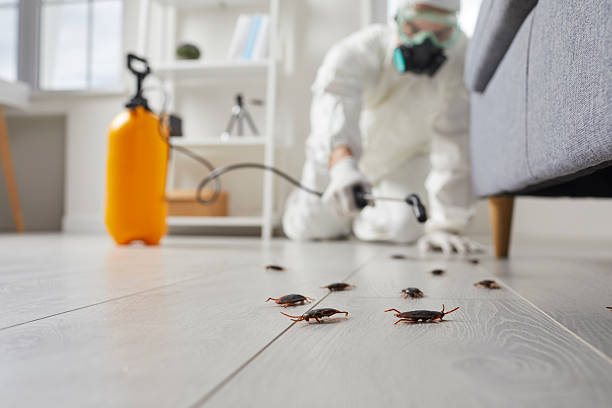 Post-Treatment Bed Bug Interceptor Monitoring in Fairfield